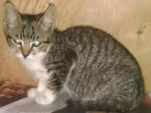 Gato raça SRD idade 2 a 6 meses nome Lili