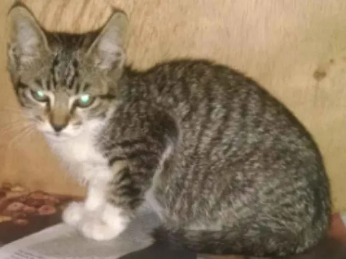 Gato ra a SRD idade 2 a 6 meses nome Lili