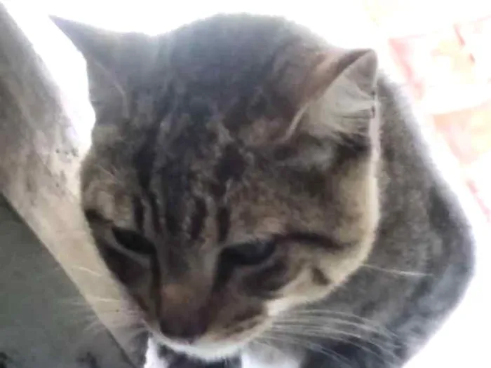 Gato ra a SRD idade 2 a 6 meses nome Sem nome