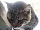 Gato raça SRD idade 2 a 6 meses nome Sem nome