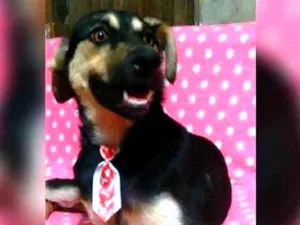 Cachorro raça VIRA LATA idade 7 a 11 meses nome MARLEI