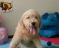 Bob