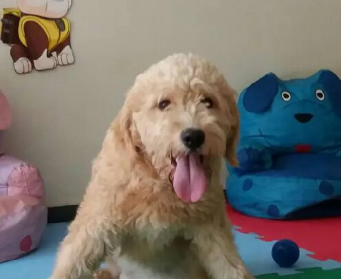 Cachorro ra a Poodle idade 1 ano nome Bob