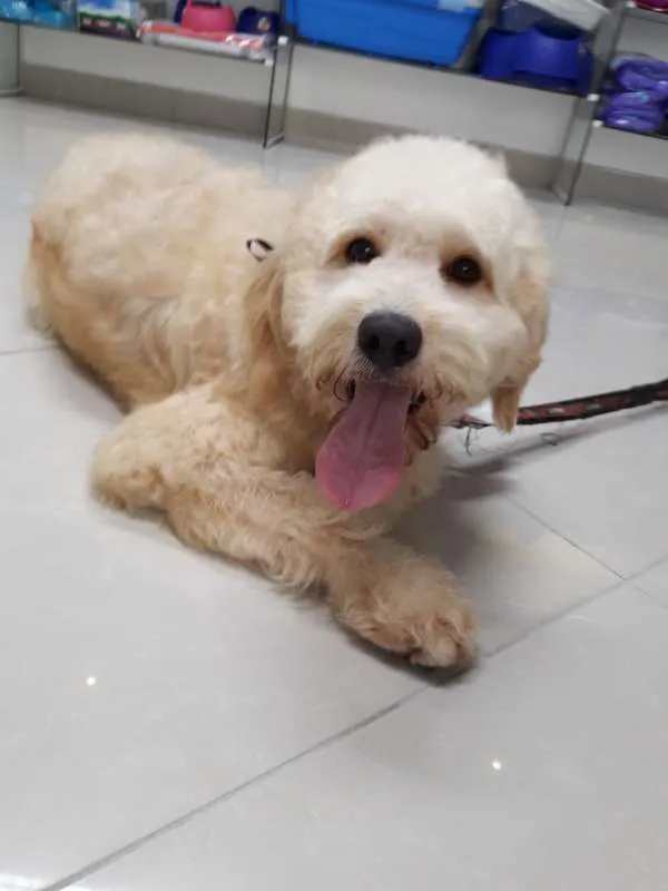 Cachorro ra a Poodle idade 1 ano nome Bob