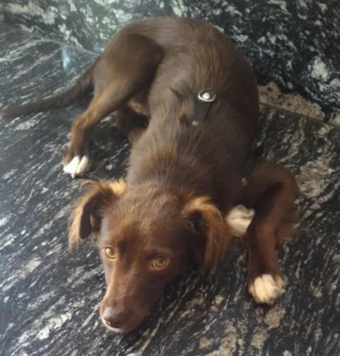 Cachorro ra a vira lata idade 1 ano nome Chocolate