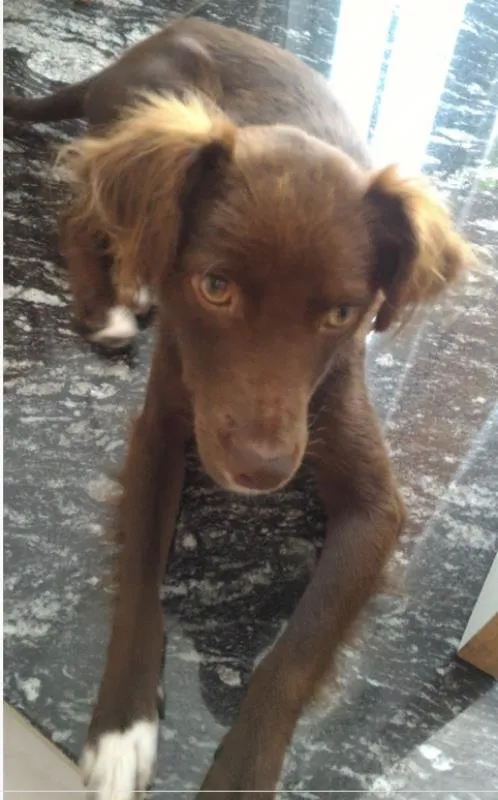 Cachorro ra a vira lata idade 1 ano nome Chocolate