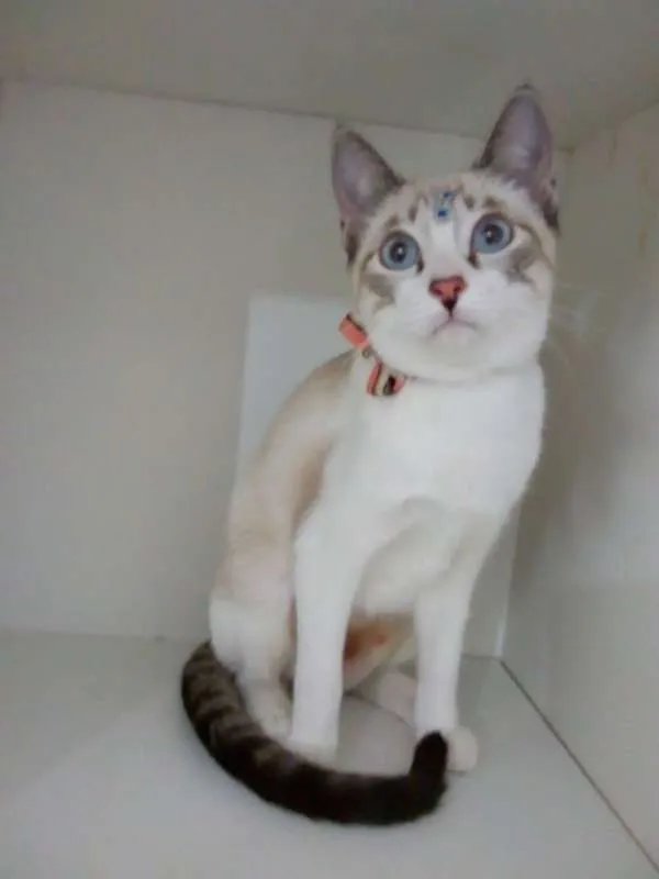 Gato ra a srd idade 2 a 6 meses nome Moly