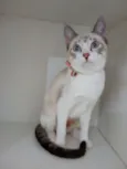 Moly