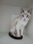 Moly