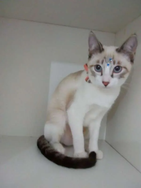 Gato ra a srd idade 2 a 6 meses nome Moly
