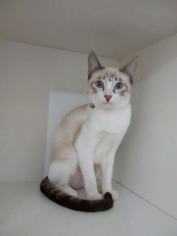 Gato ra a srd idade 2 a 6 meses nome Moly