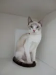Moly