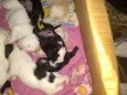 Cachorinhos