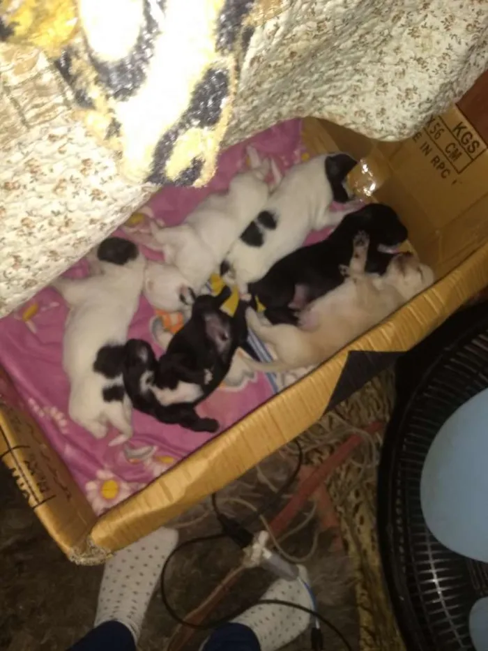Cachorro ra a Mestiços idade Abaixo de 2 meses nome Cachorinhos