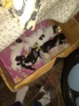 Cachorinhos