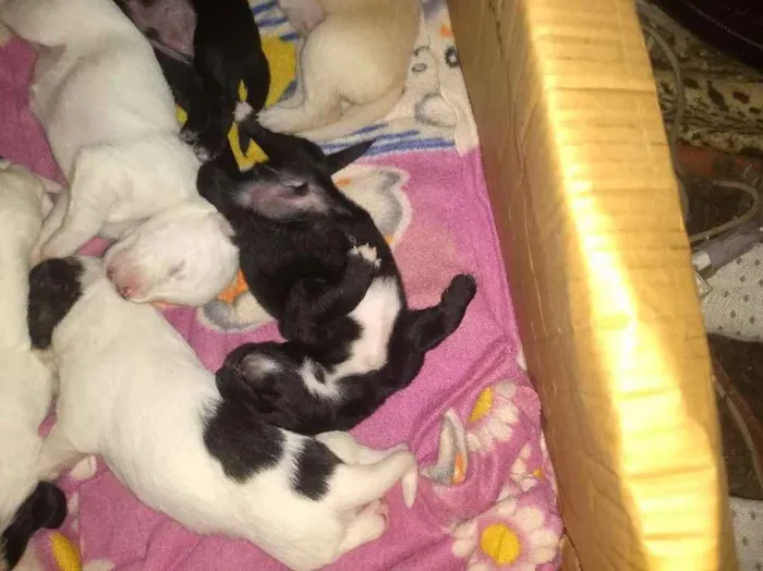 Cachorro ra a Mestiços idade Abaixo de 2 meses nome Cachorinhos