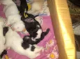 Cachorinhos
