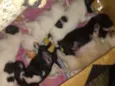 Cachorinhos