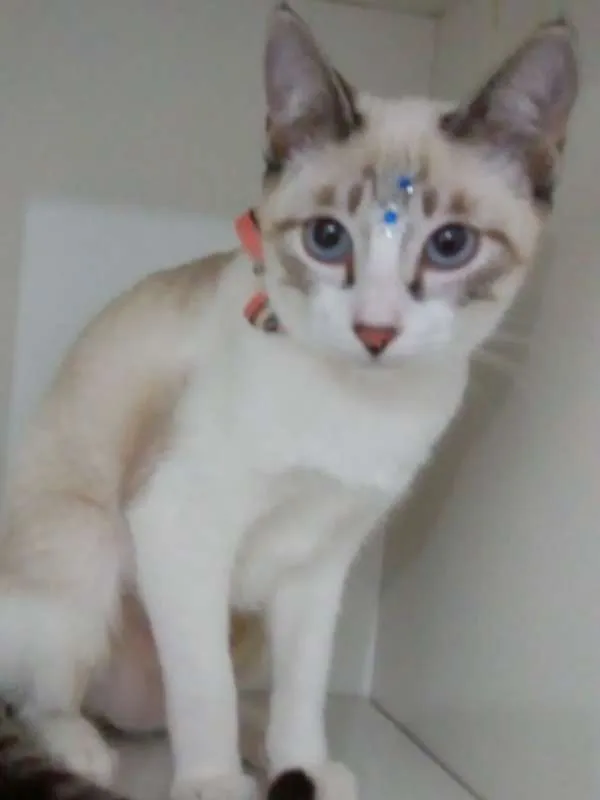 Gato ra a srd idade 2 a 6 meses nome Moly
