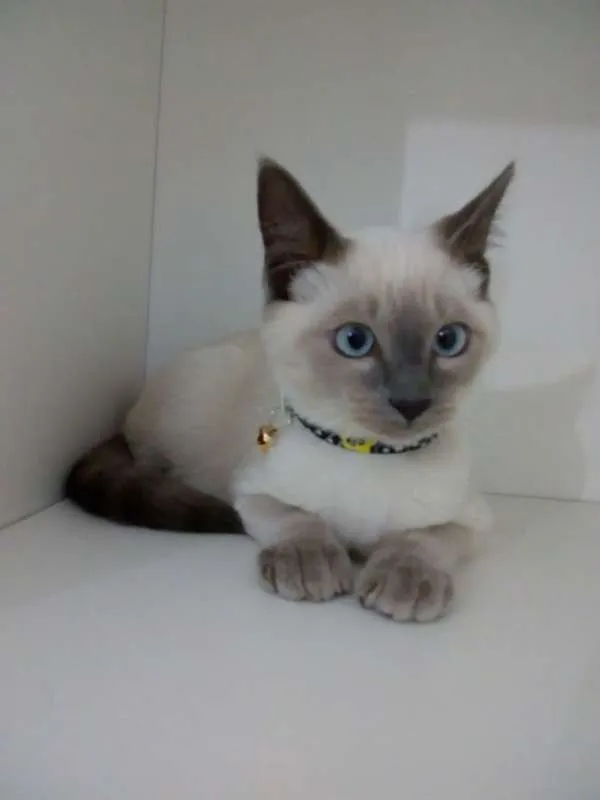 Gato ra a srd idade 2 a 6 meses nome Mingau