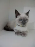Mingau