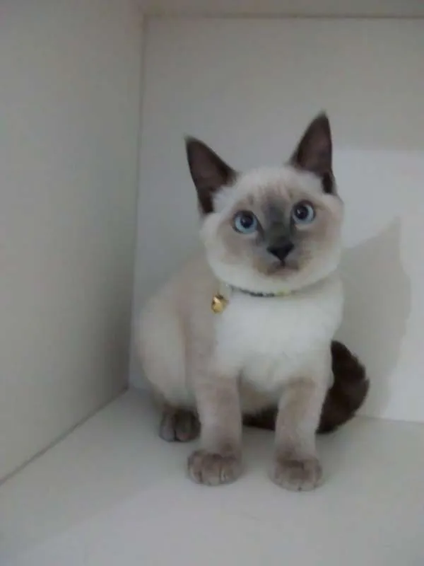 Gato ra a srd idade 2 a 6 meses nome Mingau