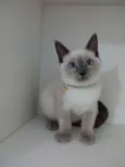 Mingau