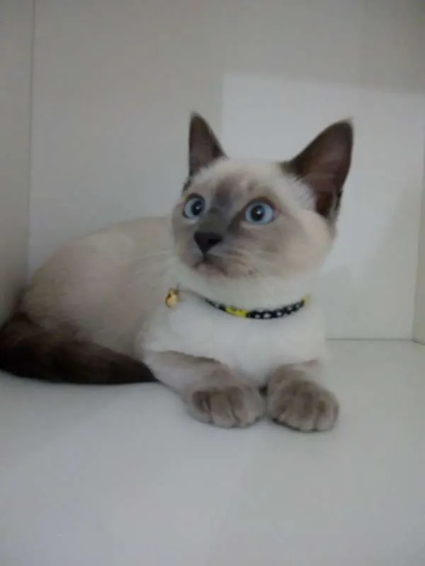 Gato ra a srd idade 2 a 6 meses nome Mingau