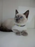 Mingau
