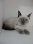 Mingau