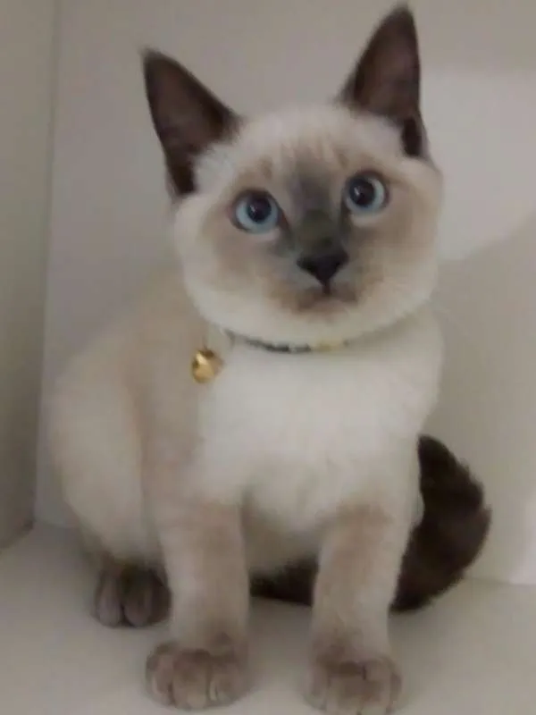 Gato ra a srd idade 2 a 6 meses nome Mingau