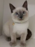 Mingau