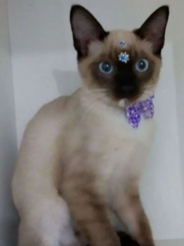 Gato ra a SRD idade 2 a 6 meses nome Cindy