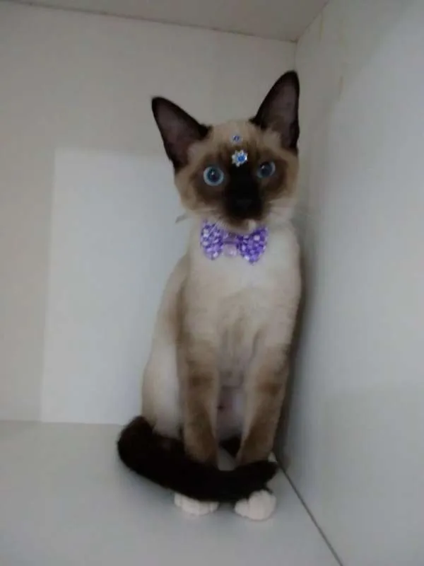 Gato ra a SRD idade 2 a 6 meses nome Cindy