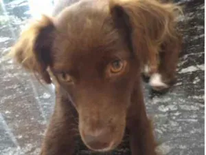 Cachorro raça vira lata idade 1 ano nome Chocolate