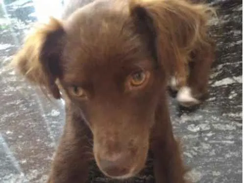 Cachorro ra a vira lata idade 1 ano nome Chocolate