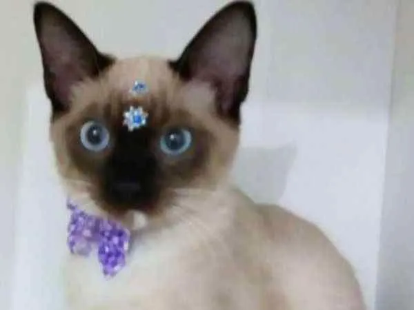 Gato ra a SRD idade 2 a 6 meses nome Cindy