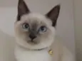 Mingau