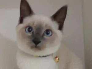 Gato raça srd idade 2 a 6 meses nome Mingau