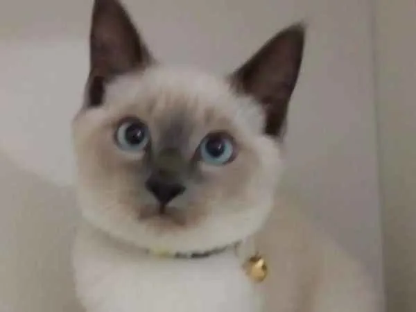 Gato ra a srd idade 2 a 6 meses nome Mingau
