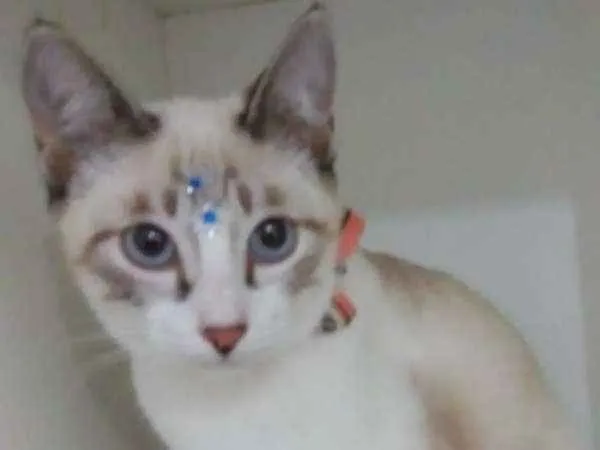 Gato ra a srd idade 2 a 6 meses nome Moly