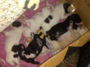 Cachorro raça Mestiços idade Abaixo de 2 meses nome Cachorinhos