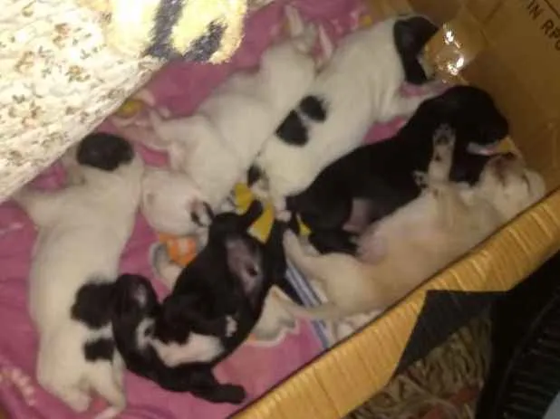 Cachorro ra a Mestiços idade Abaixo de 2 meses nome Cachorinhos