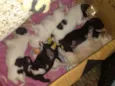 Cachorinhos
