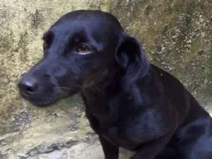 Cachorro raça  idade  nome Dora