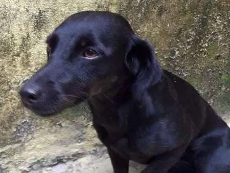 Cachorro ra a  idade  nome Dora