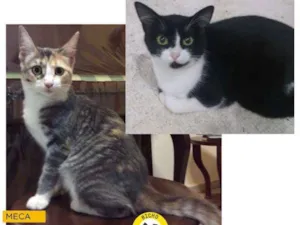Gato raça SRD idade 2 a 6 meses nome Meca e Sol