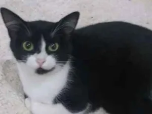 Gato raça SRD idade 2 a 6 meses nome Meca e Sol
