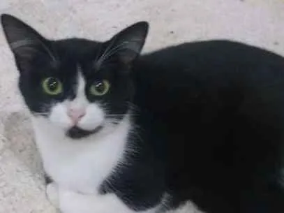 Gato ra a SRD idade 2 a 6 meses nome Meca e Sol