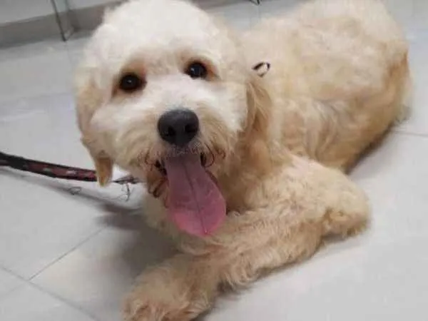 Cachorro ra a Poodle idade 1 ano nome Bob
